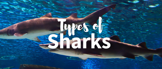 Types of sharks cover photo
