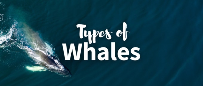 Types of whales cover photo