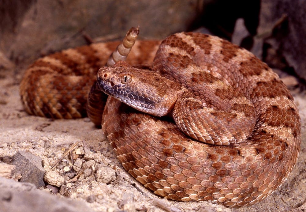 Panamint Rattlesnake in defense