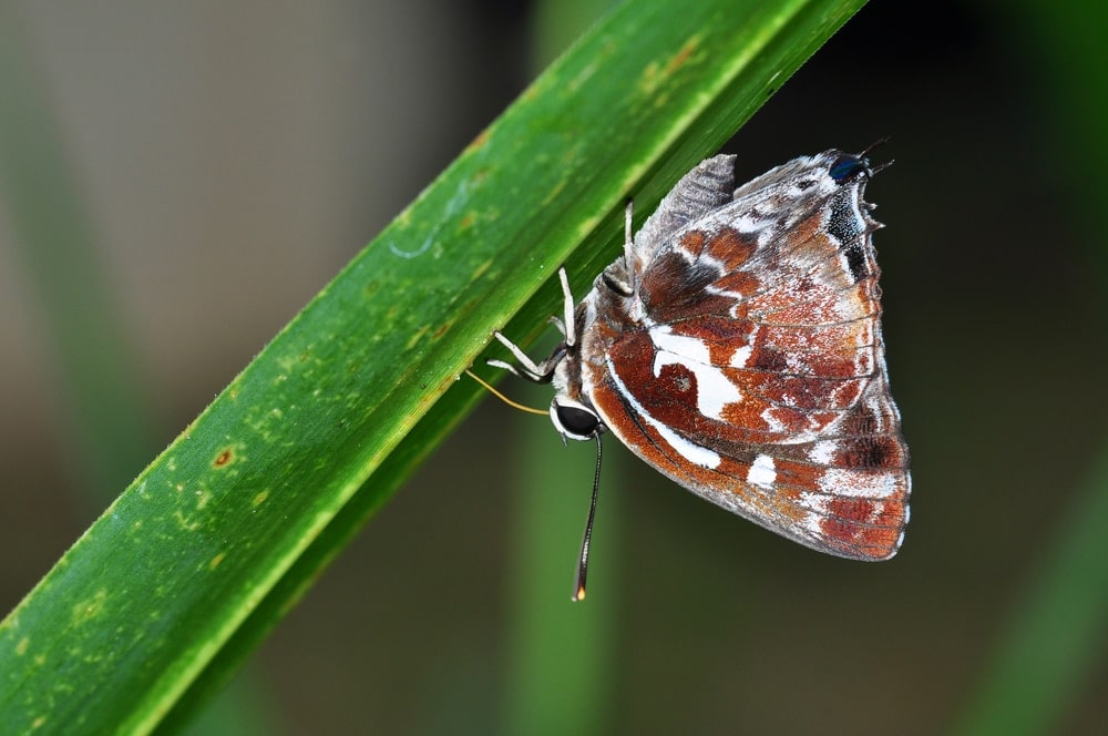 a brown butterfly with black and white pattern from Poritiinae family on a leaf
