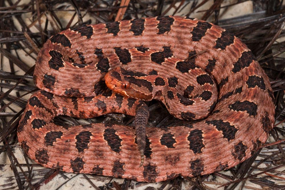Pygmy Rattlesnake curled up on twigs
