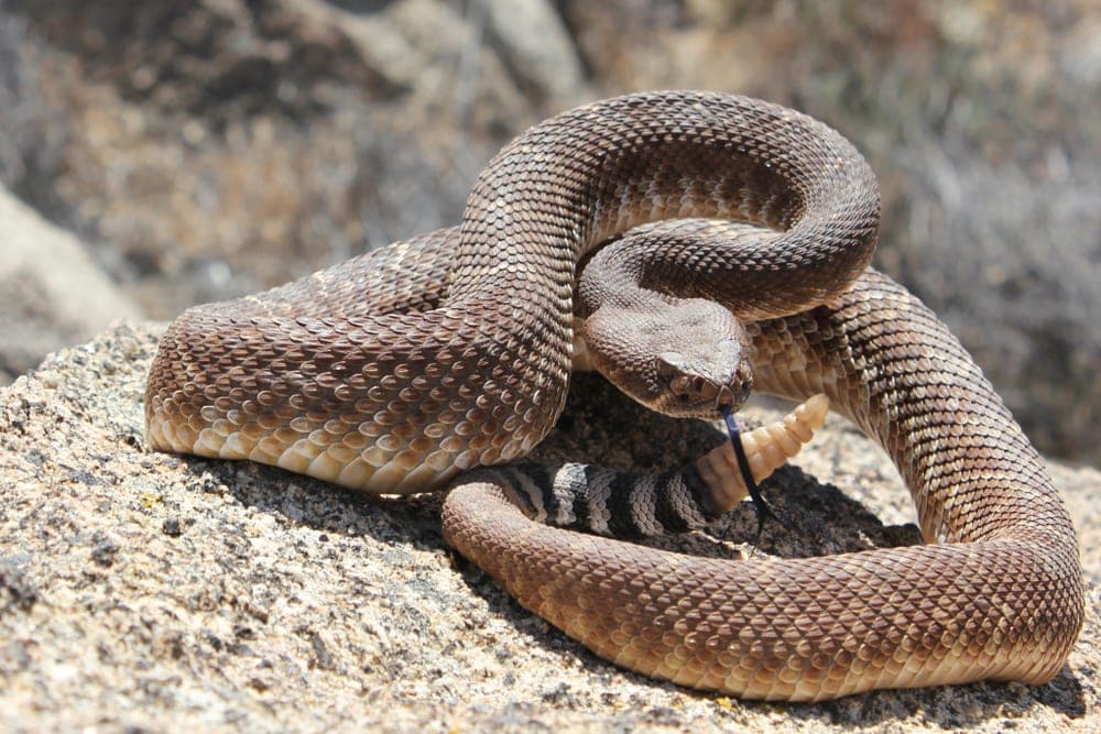 a Red Diamond Rattlesnake on a rock ready to attack