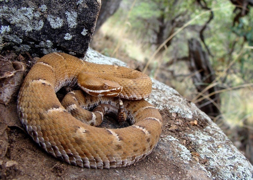 a Ridge-nosed Rattlesnake curled up on a rock