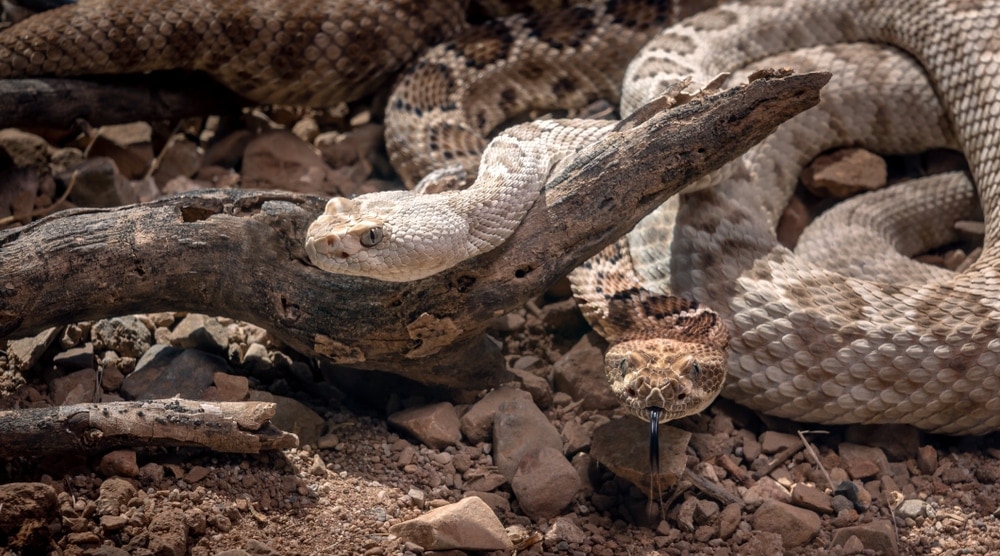 two rattlesnakes curled up