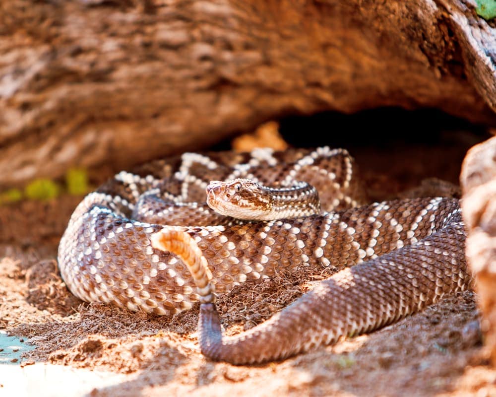 a South American Rattlesnake hiding while in a defensive position