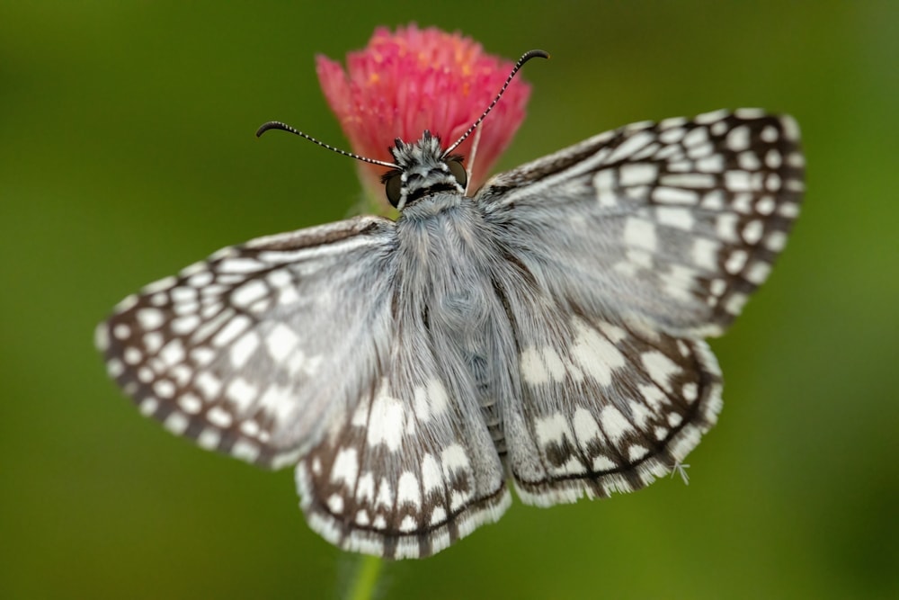 a brown and white checkered skipper feeding on a pink flower