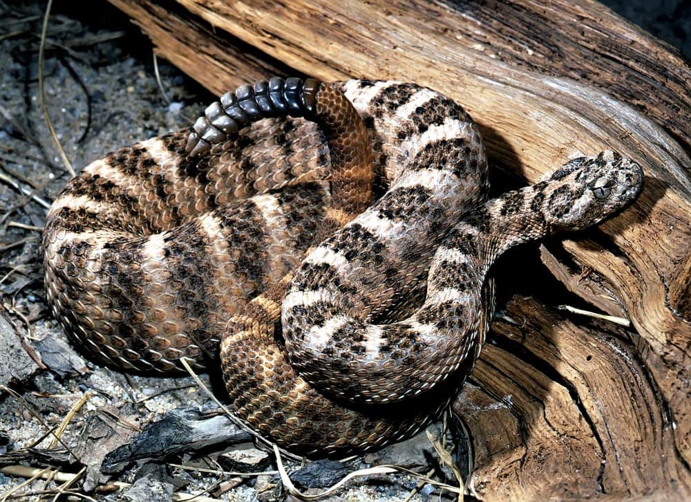 a Tiger Rattlesnake resting its head on a log