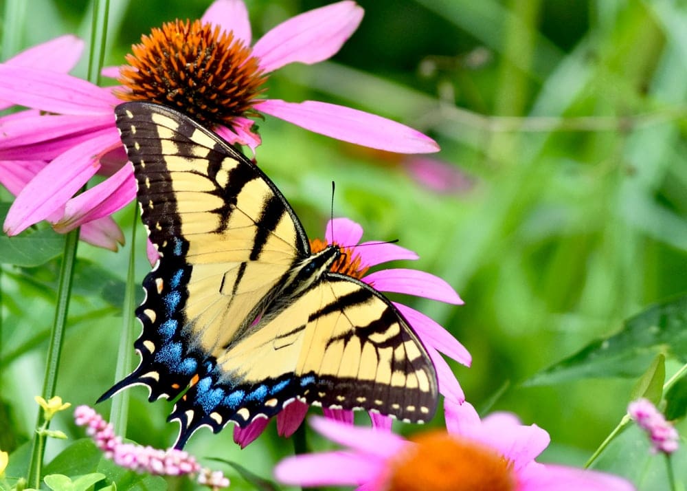 a closeup photo of a Tiger Swallowtail butterfly on pink flowers
