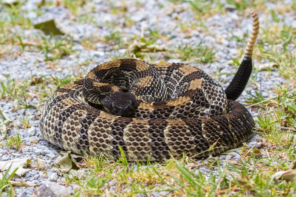 a Timber Rattlesnake on a grass
