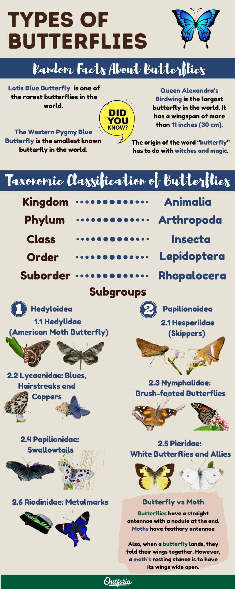 Infographic about types of butterflies