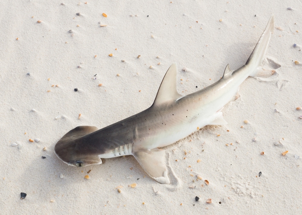 bonnethead shark lying on the sand