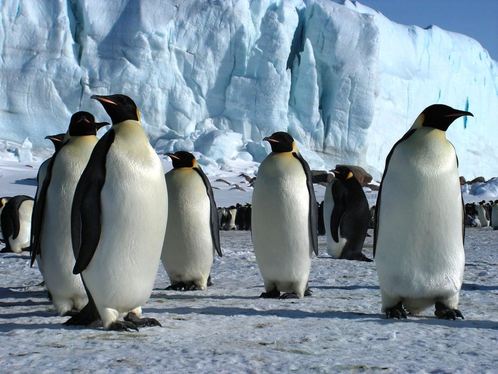 Group of emperor penguins in Antarctica