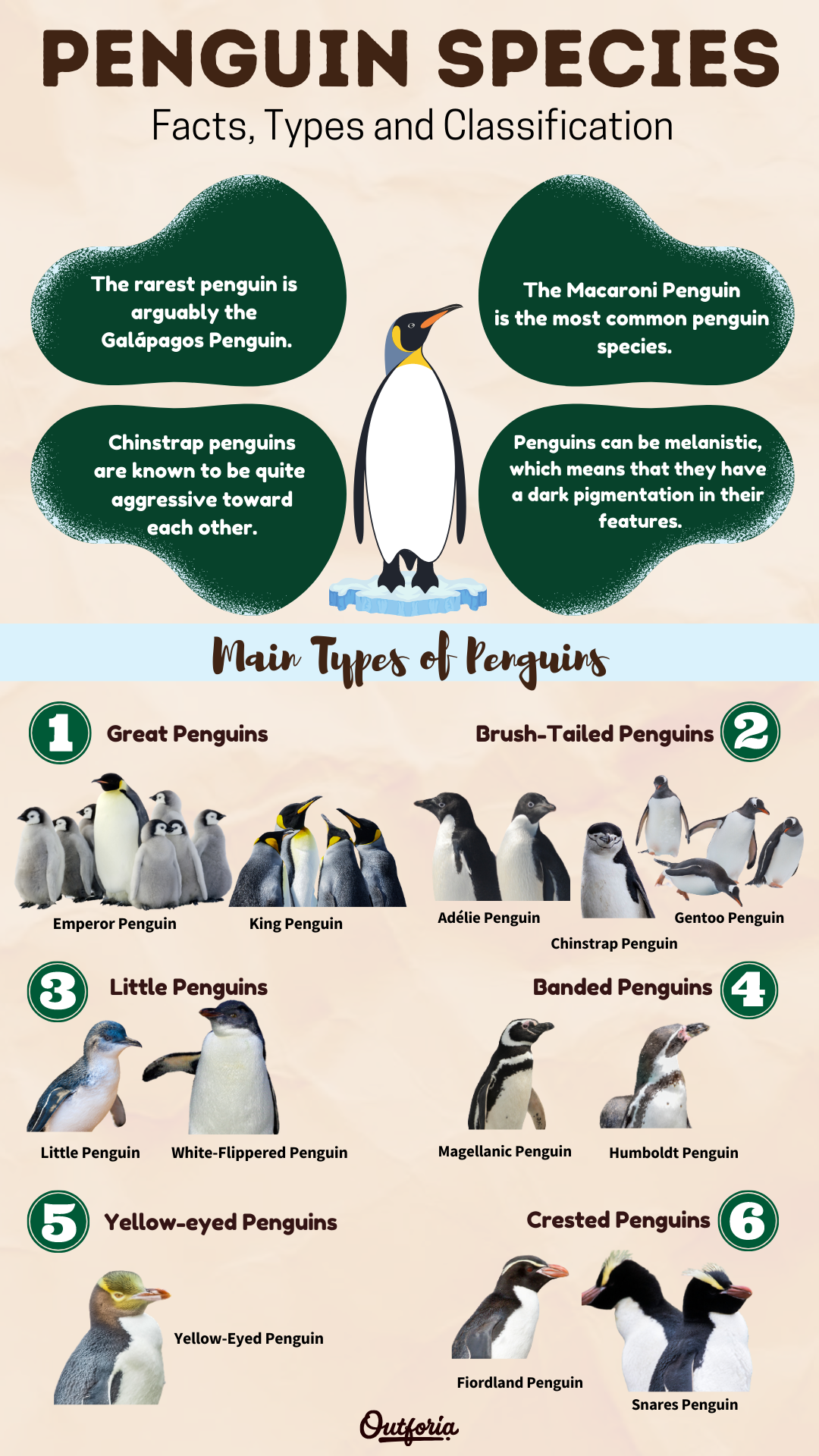Types of penguins infographic