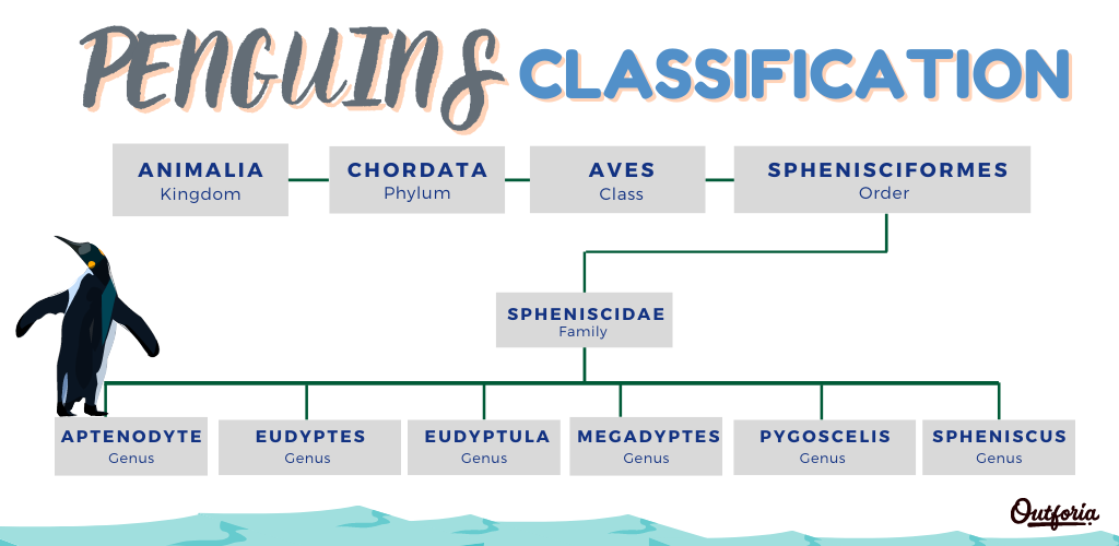 Penguin Classification
