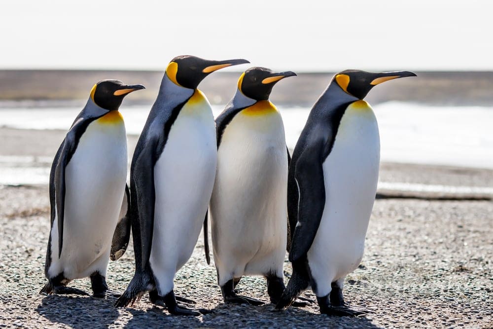 Four king penguins walking together on the beach