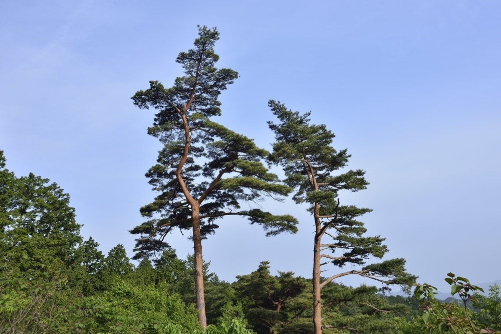 American red pine tree also known as Norway Pine (Pinus Resinosa)