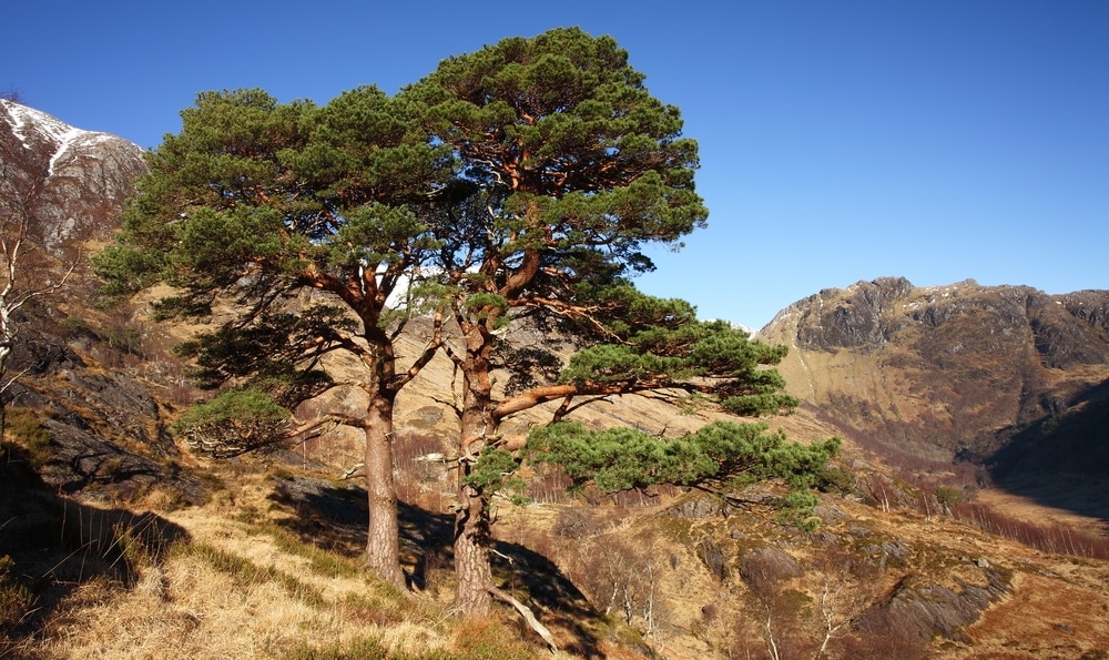 Ancient Scots Pine/ European red pine/ scotch pine/baltic pine tree (Pinus Sylvestris) in the mountain. 
