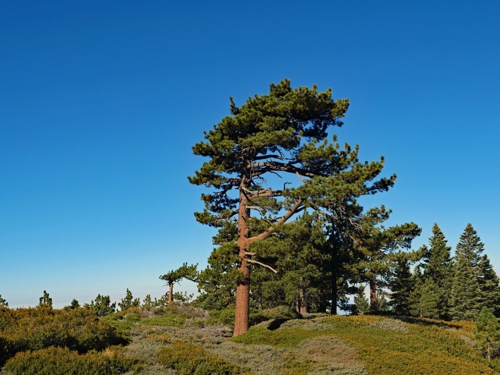 Jeffrey Pine Tree (Pinus jeffreyi)