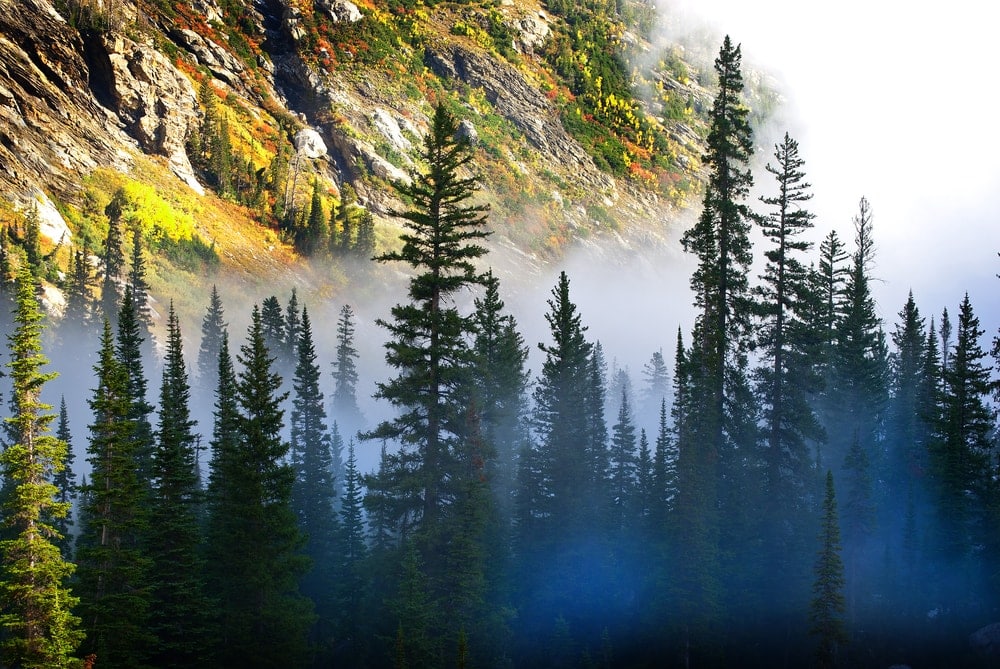 Fog and pine trees on rugged mountainside