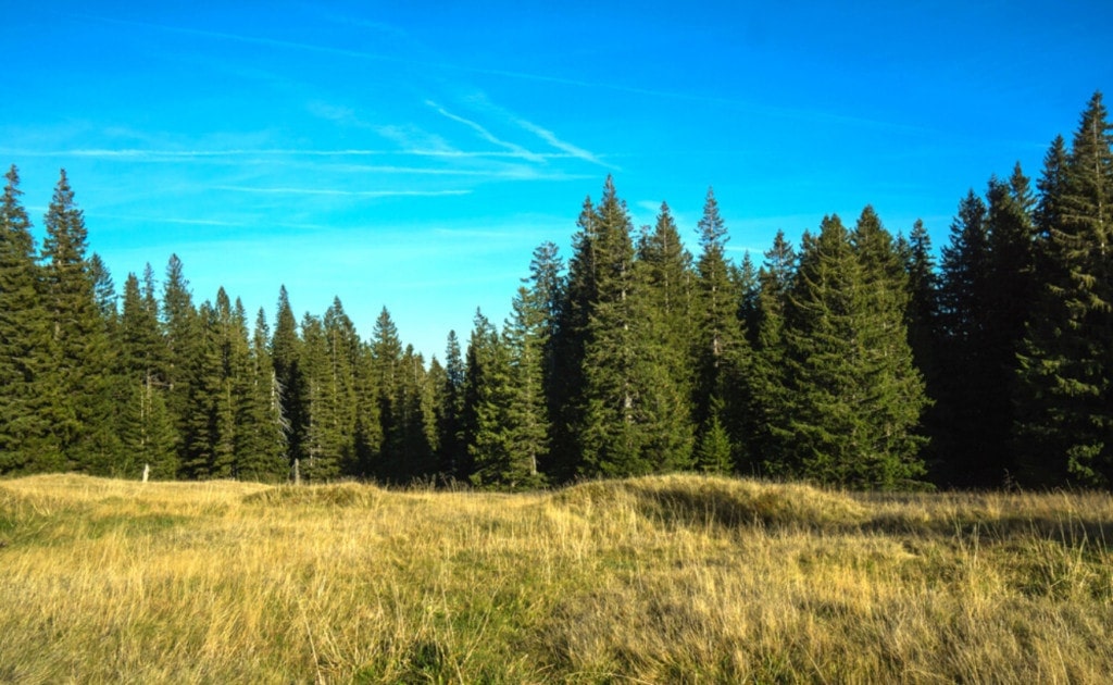 Tall pine trees with blue sky background