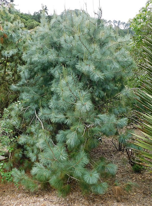 Big-Cone Pinyon or Martinez Pinyon (Pinus maximartinezii)