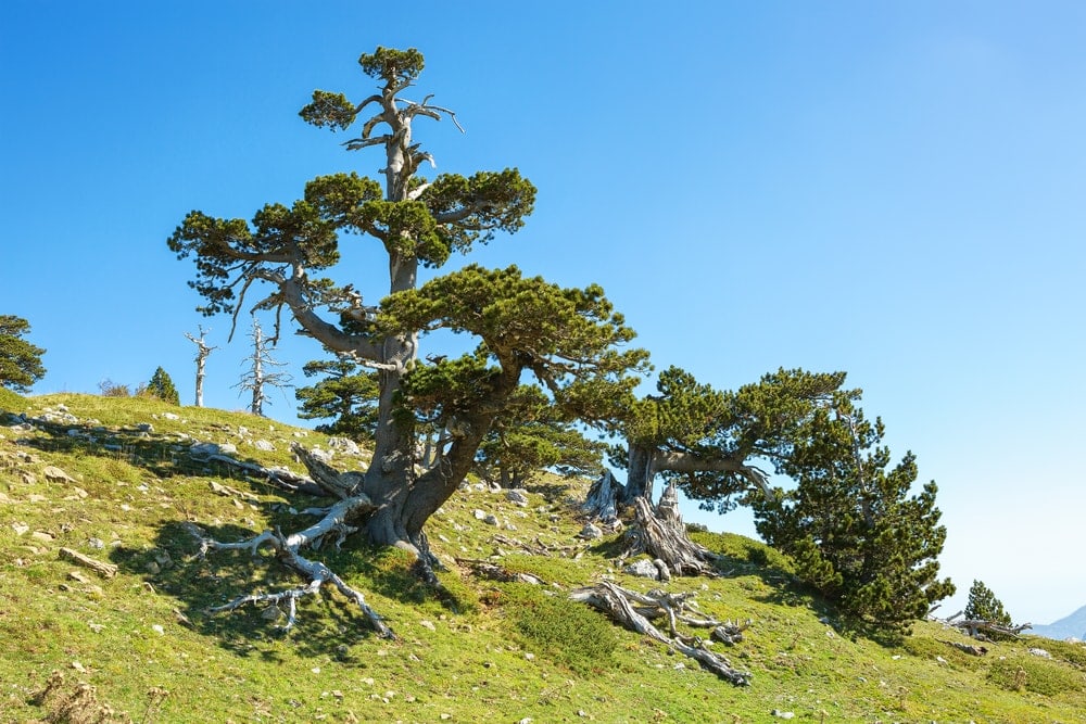Bosnian Pine Tree (Pinus heldreichii)