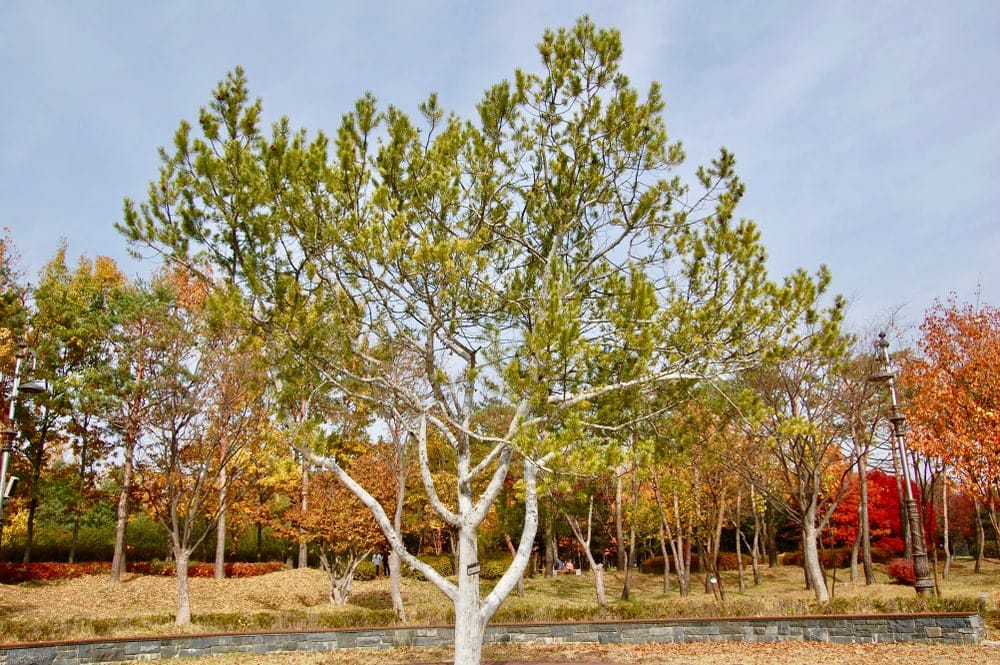 Lacebark Pine Tree or White-Barked Pine (Pinus bungeana)