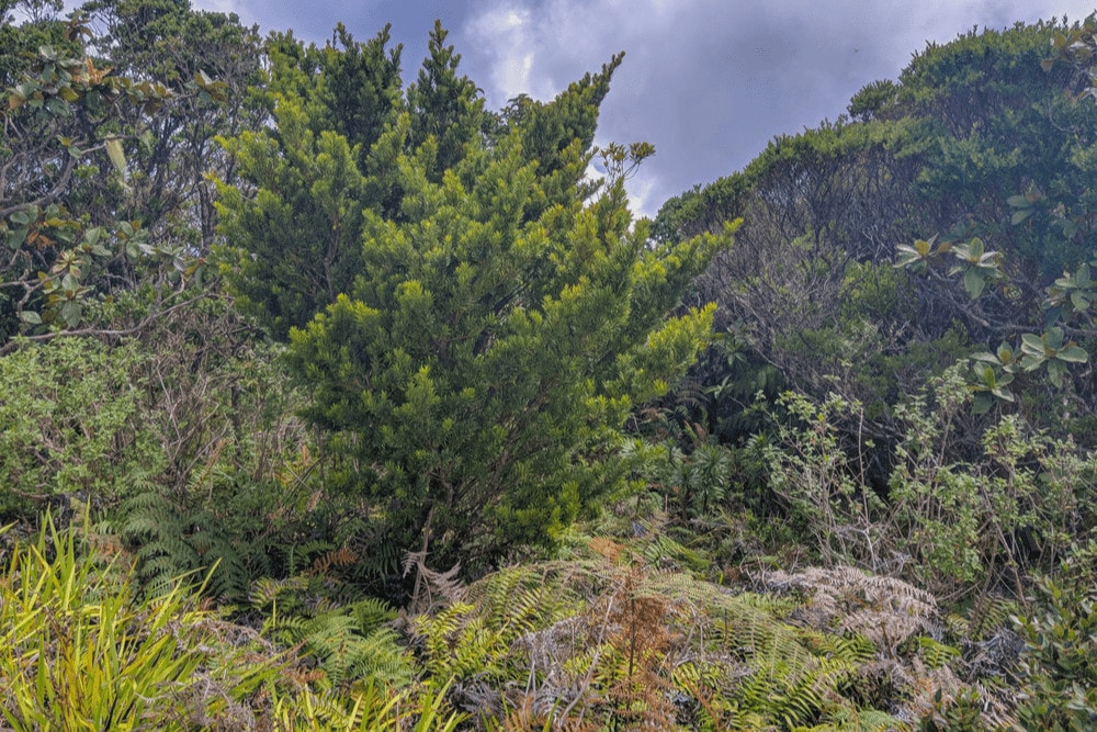 Caribbean Pine Tree (Pinus caribaea)
