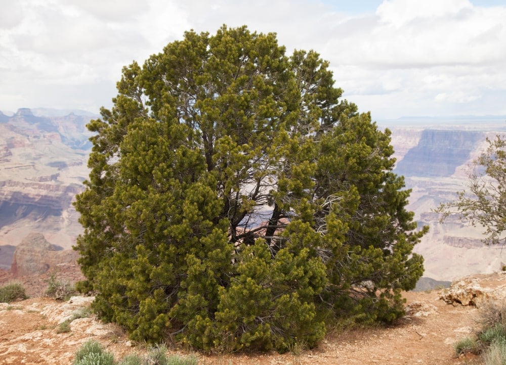 Colorado Pinyon/ Two-Needle Pinyon/ Pinyon Pine.  (Pinus edulis)