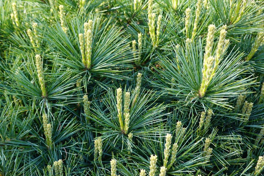 Close up image of Eastern White Pine Tree leaves and cones (Pinus strobus)