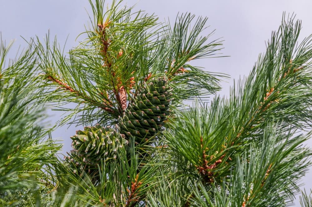 Close up image of Korean Pine Tree also known as Chinese Pine Nut (Pinus koraiensis)