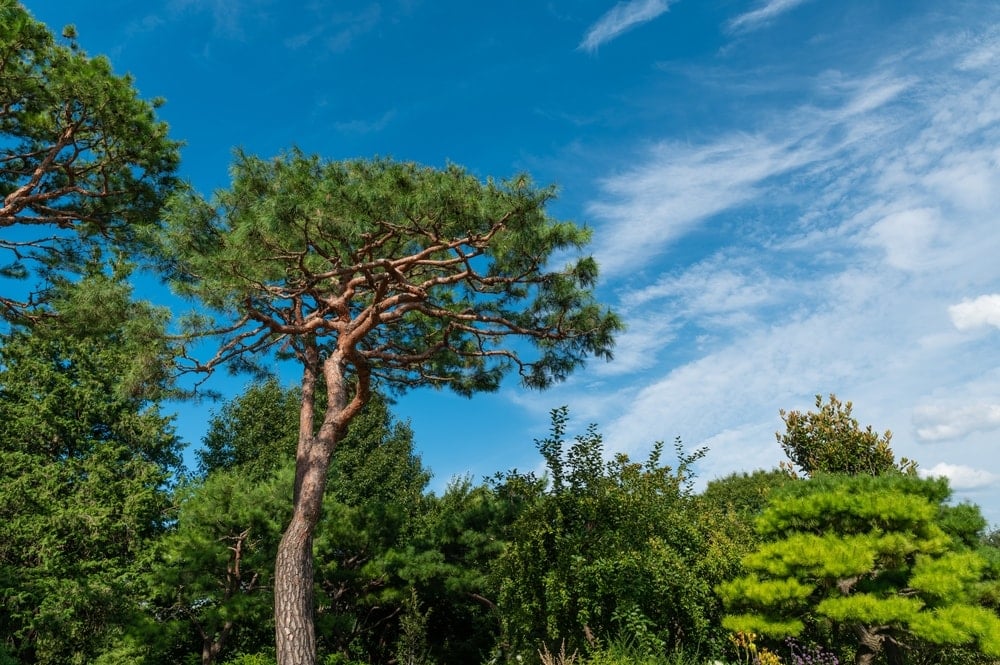 Korean red pine tree (Pinus densiflora)