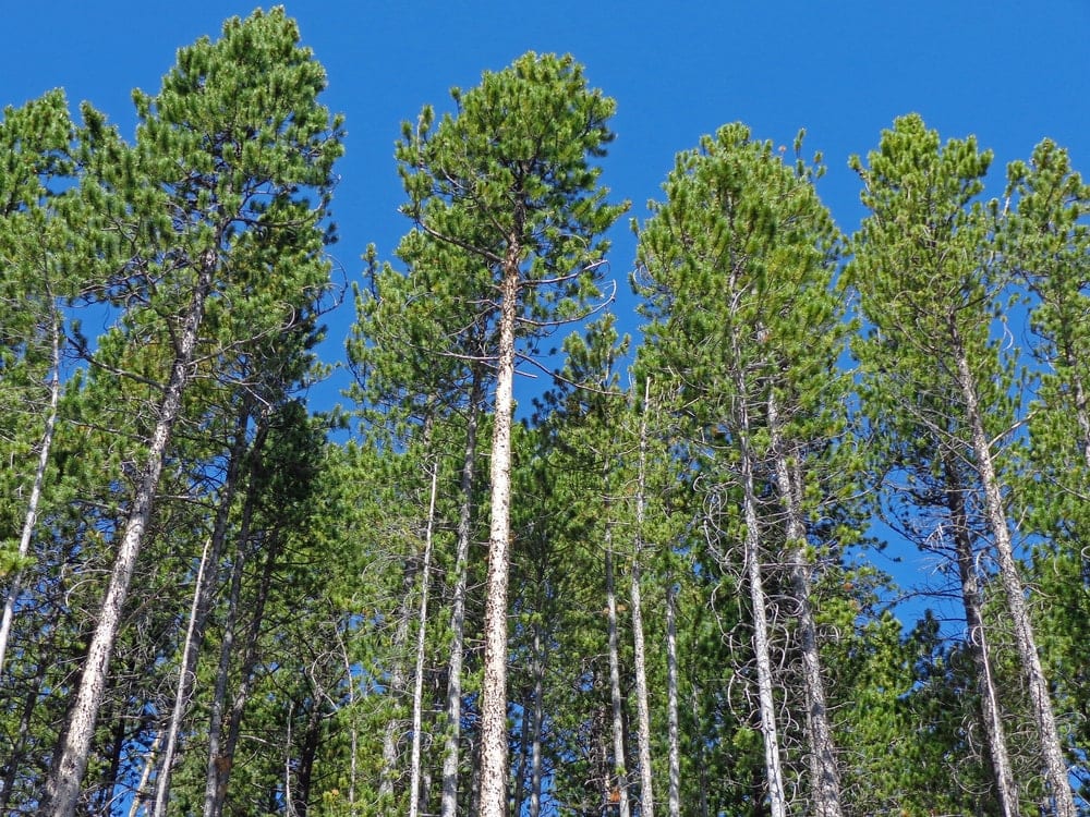 Lodgepole Pine Tree (Pinus contorta)