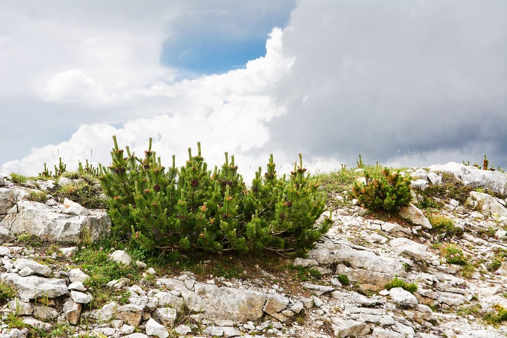 Mountain pine tree (Pinus Mugo)