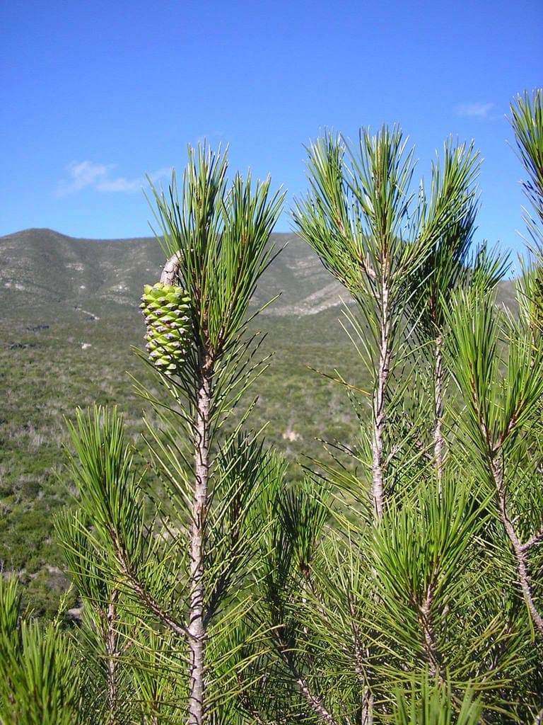 Close up image of Nelson’s Pinyon leaves and cones (Pinus nelsonii)