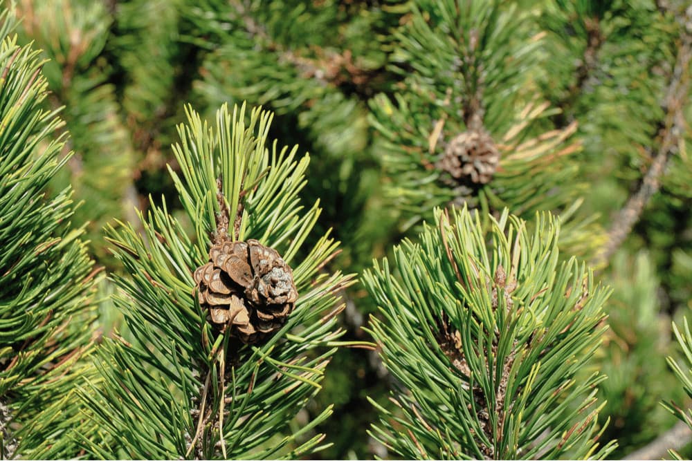 Close up photo pf Pinus Subgenus leaves and cones