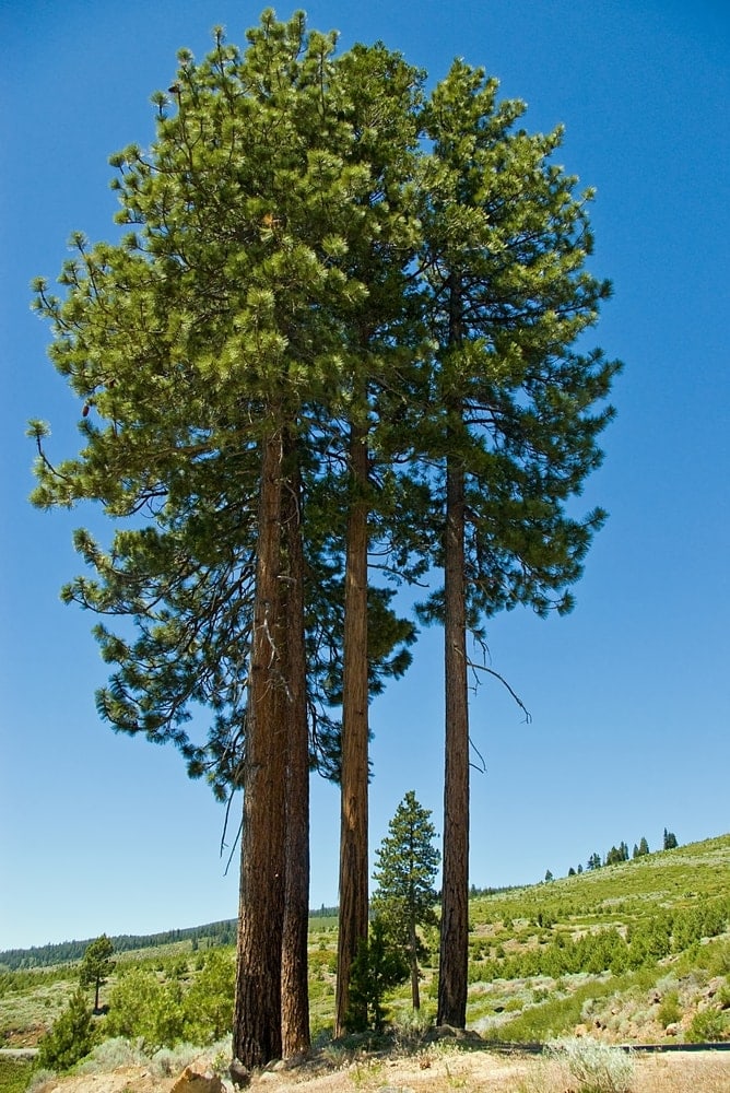 Ponderosa Pine Tree/Bull Pine/Blackjack Pine/Filipinus Pine/Western Yellow-Pine.(Pinus ponderosa)