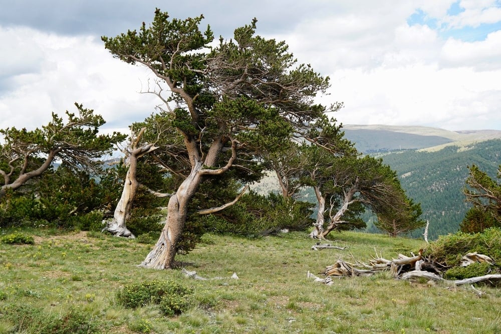 Rocky Mountain Bristlecone Pine Tree on a mountain (Pinus aristata)