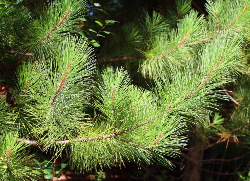 Close up photo of Pinus Strobus leaves
