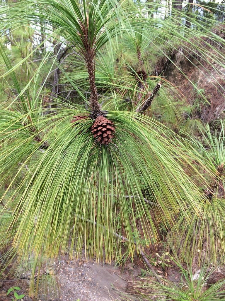 Close up image of Thinleaf Pine Tree leaves and cones (Pinus maximinoi)