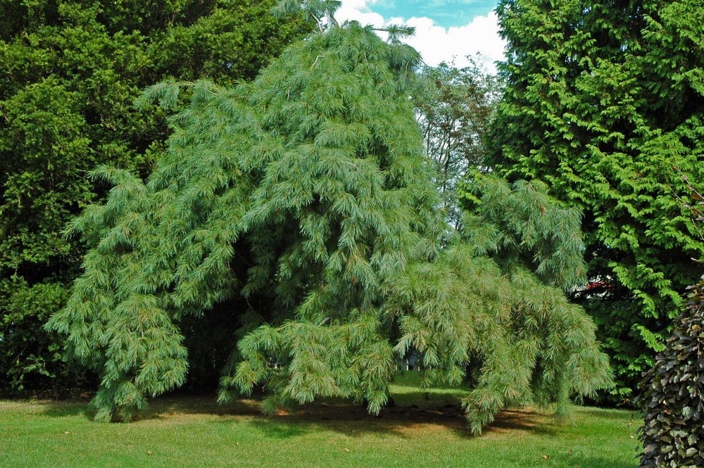 Weeping Pinyon (Pinus pinceana)