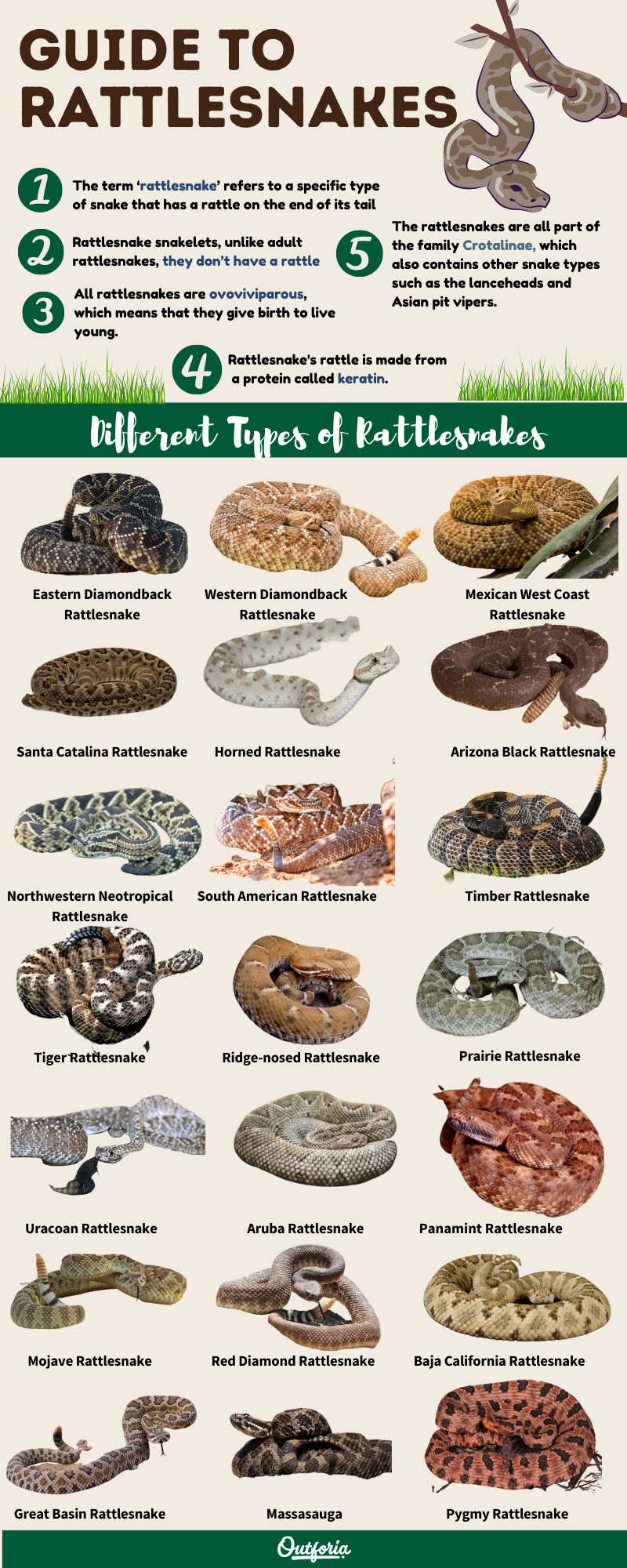 Types of rattlesnakes infographic