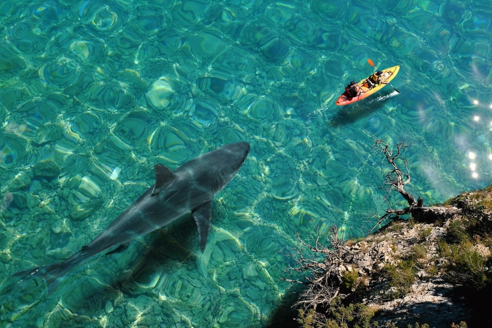 Aerial view of huge great white shark swimming next to people kayaking