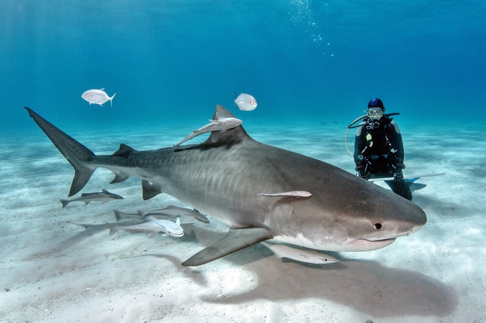 Tiger shark near a lady diver