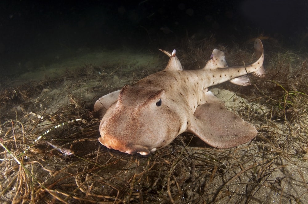 Horn shark (Heterodontus francisci) resting on the ocean floor