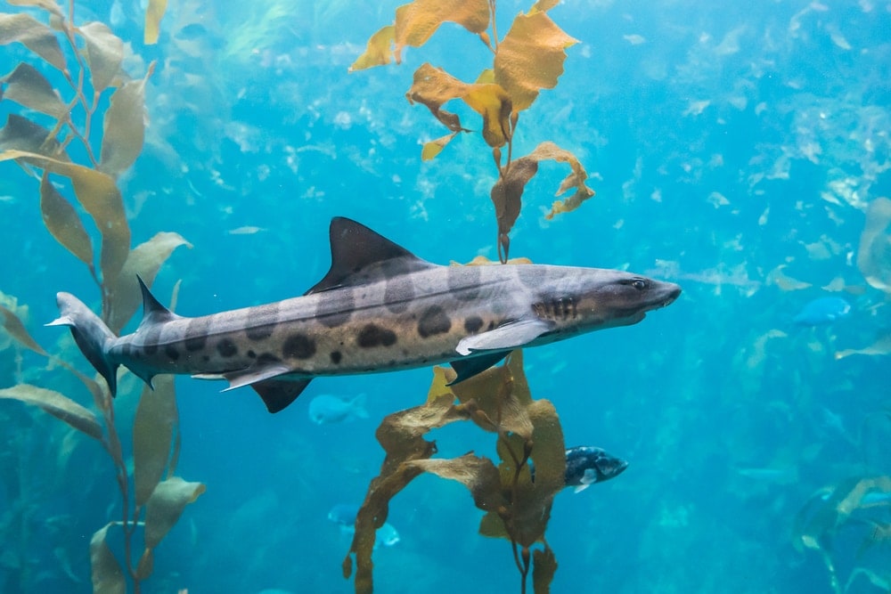 leopard shark (Triakis semifasciata) swimming in a kelp bed 