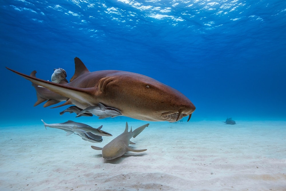 Nurse sharks in Caribbean sea