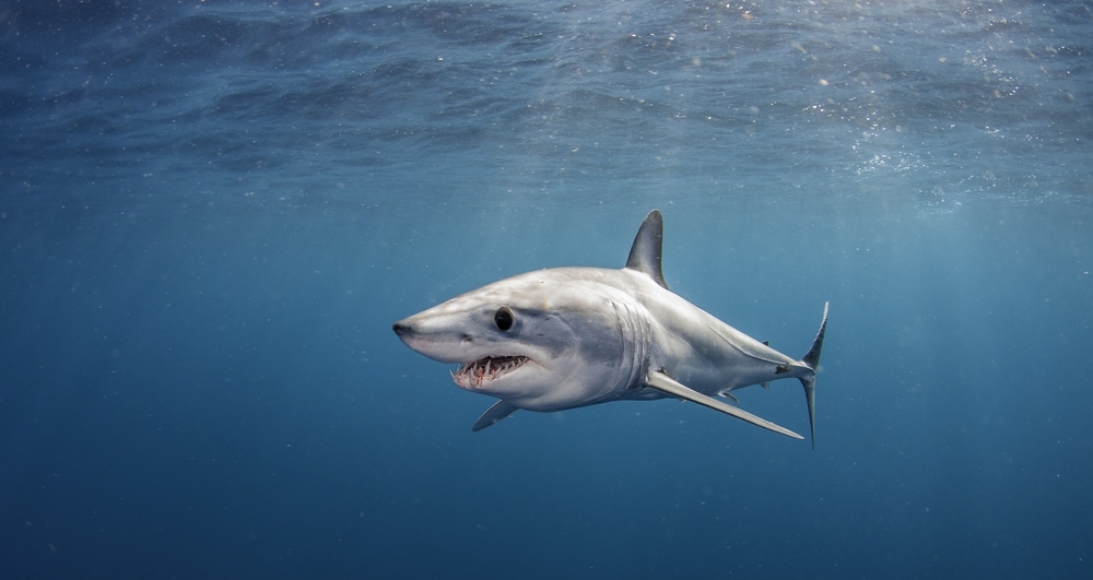 Shortfin mako shark (Isurus oxyrinchus) swimming just under the surface