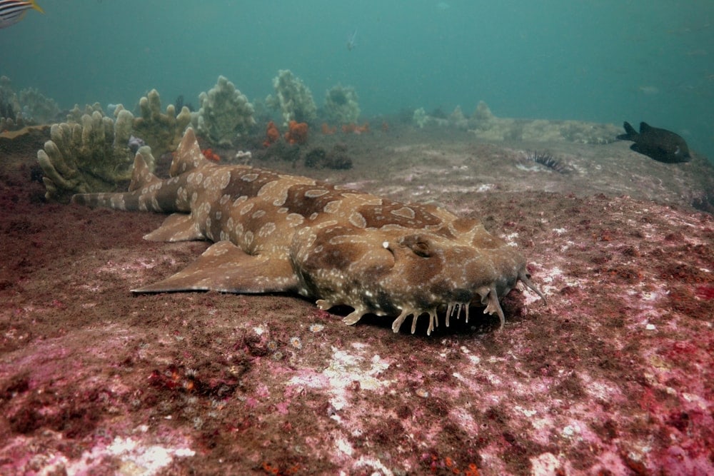 Spotted Wobbegong (Orectolobus maculatus) on sea floor