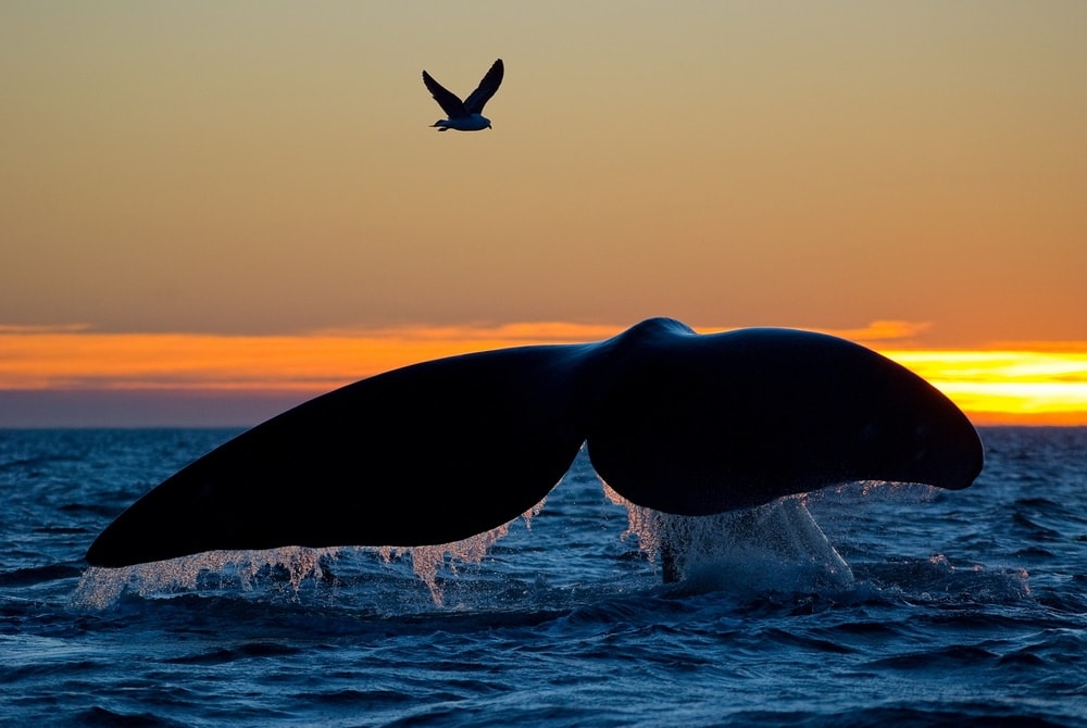 The tail of the whale on the ocean surface with a gull flying nearby